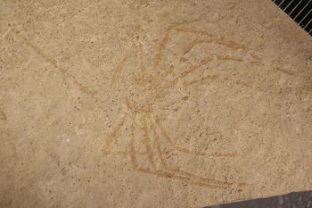 Media type: image;   Entomology PALE-6015